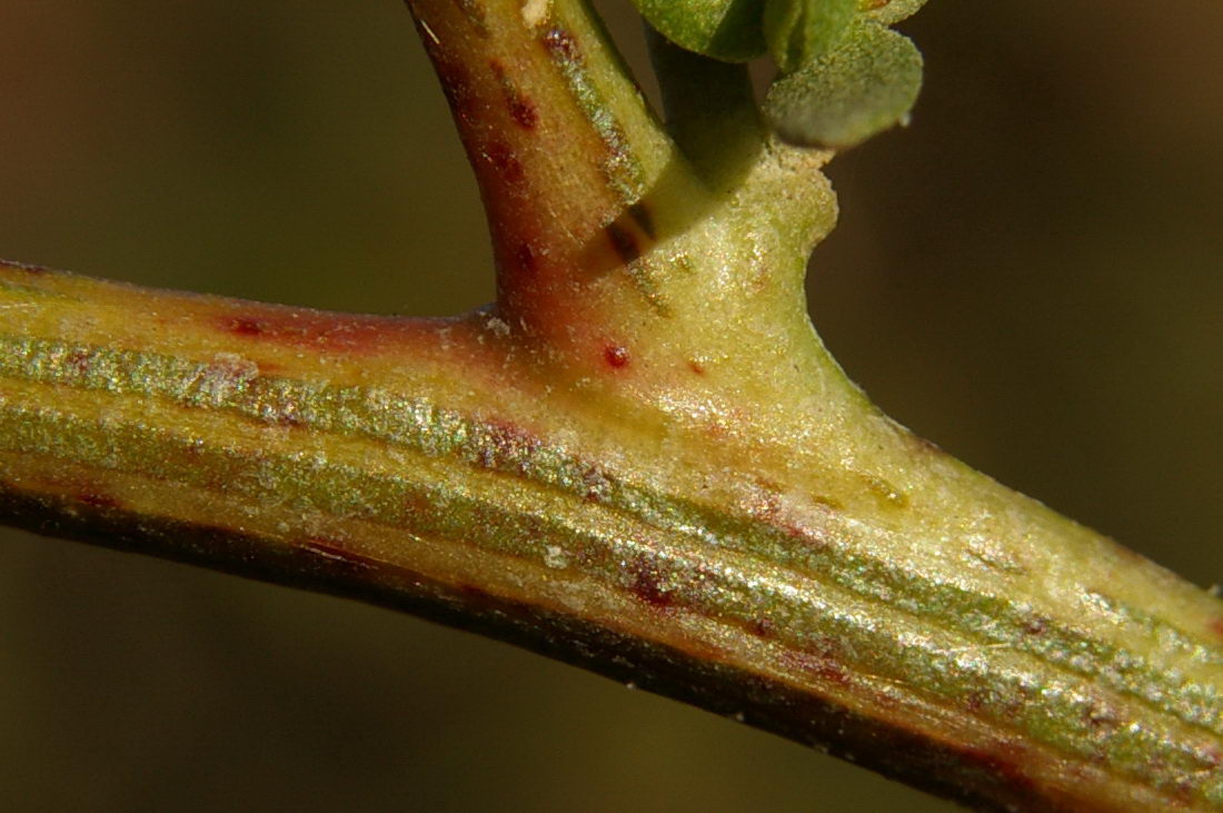 Image of Atriplex micrantha specimen.