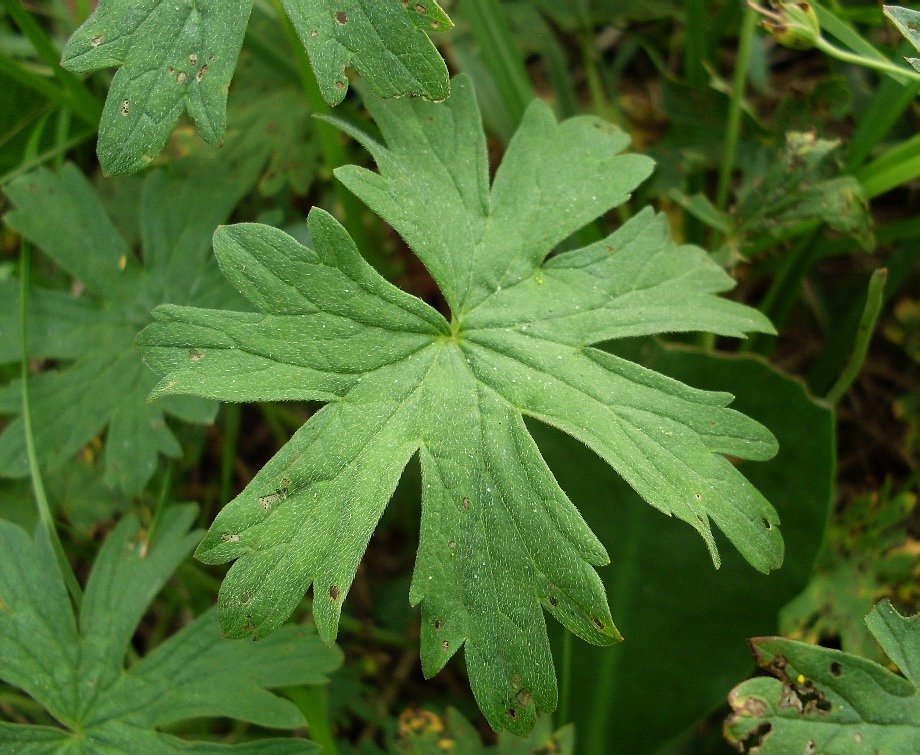 Image of Geranium collinum specimen.