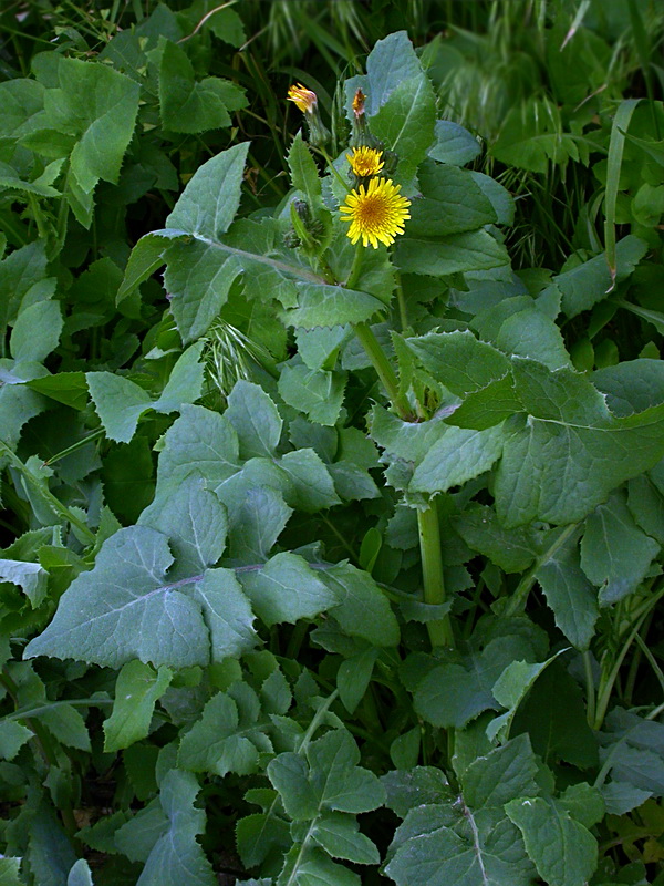 Изображение особи Sonchus oleraceus.