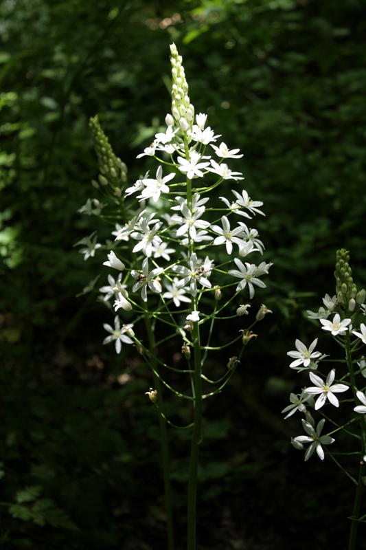 Изображение особи Ornithogalum arcuatum.