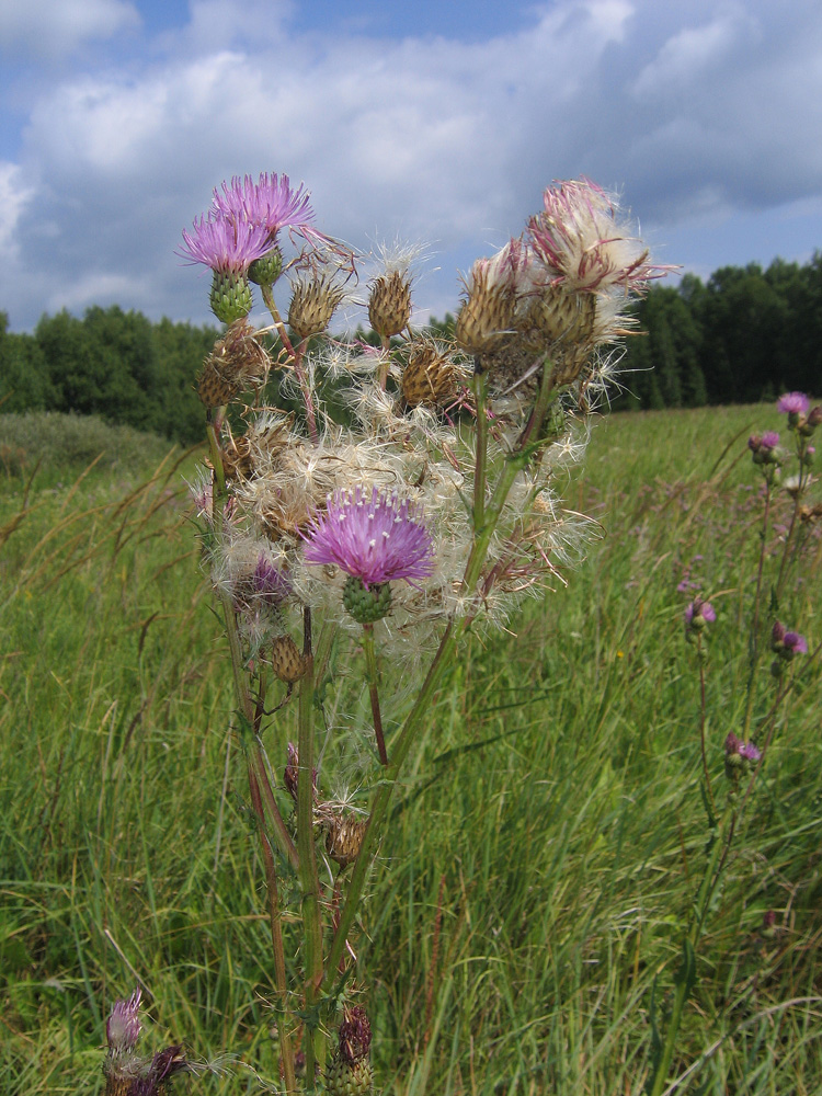 Image of Cirsium palustre specimen.