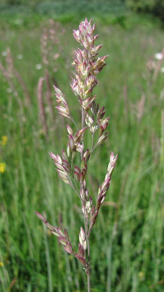 Image of Holcus lanatus specimen.