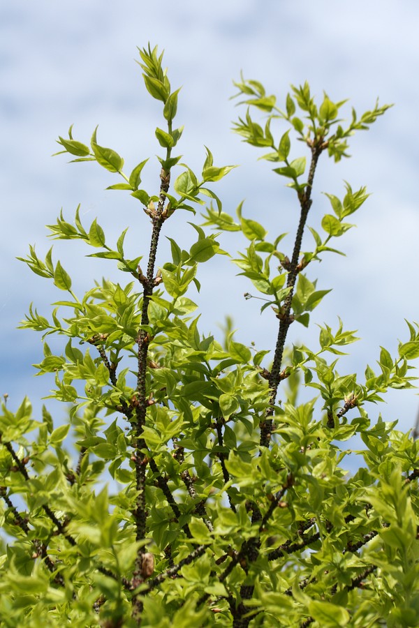 Image of Euonymus verrucosus specimen.