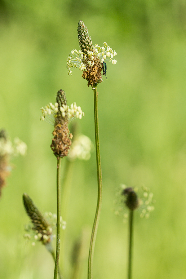 Image of Plantago lanceolata specimen.