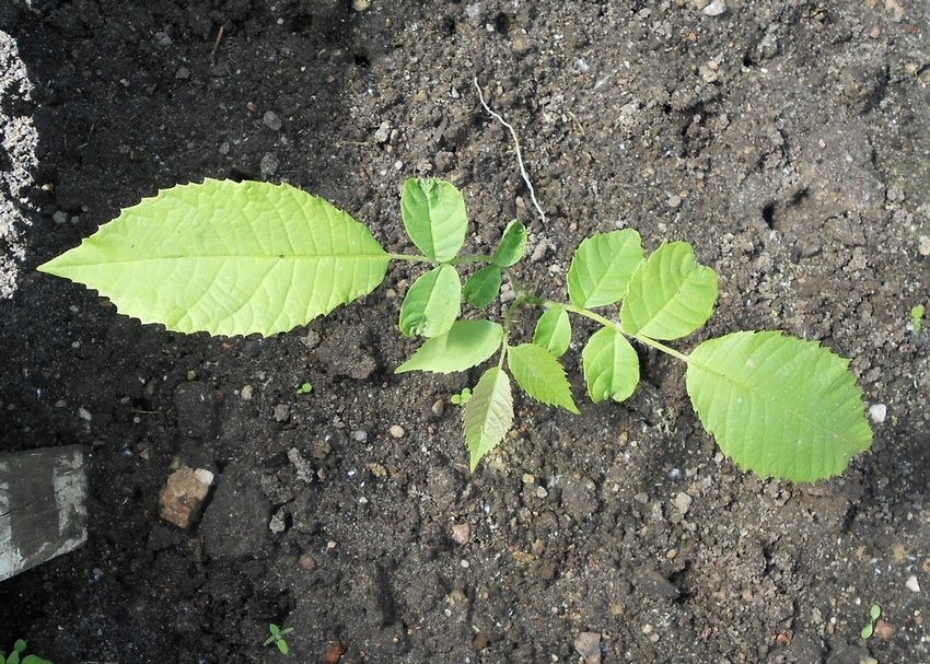 Image of Juglans regia specimen.