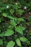 Dipsacus pilosus. Цветущее растение в лесу. Адыгея, хребет Уна-Коз. 14.08.2008.