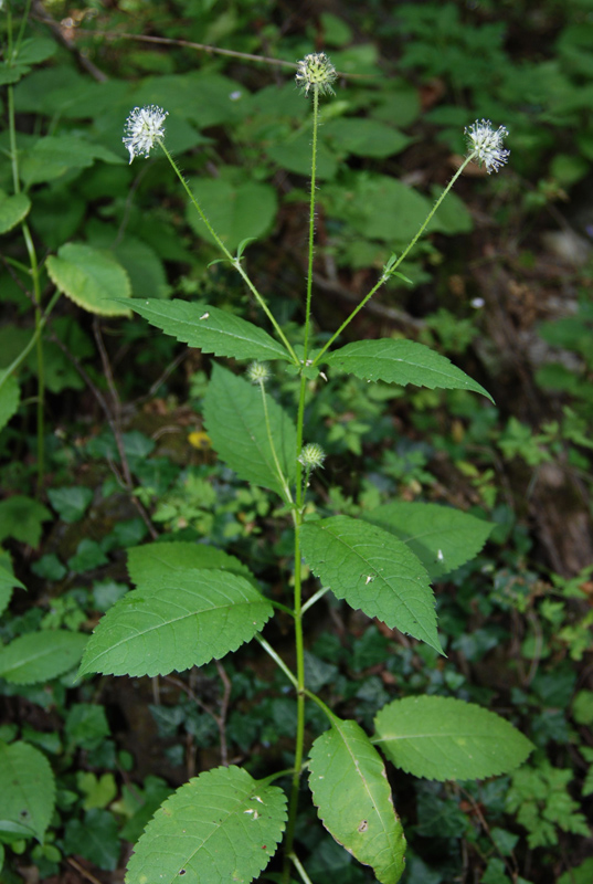 Изображение особи Dipsacus pilosus.