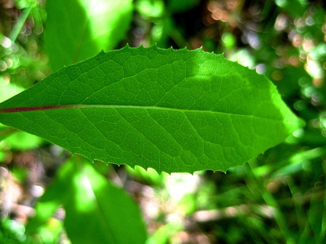 Image of Senecio nemorensis specimen.