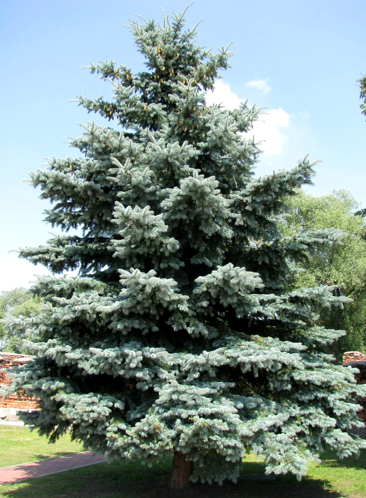 Image of Picea pungens f. glauca specimen.