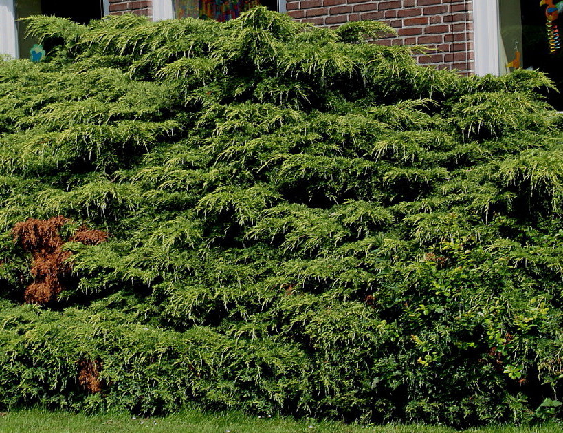 Image of Juniperus &times; pfitzeriana specimen.