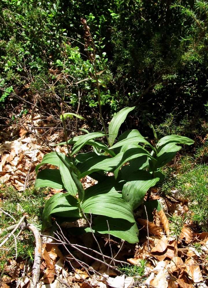 Изображение особи Epipactis atrorubens.