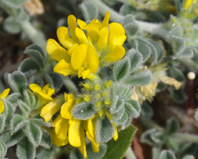 Image of Medicago marina specimen.