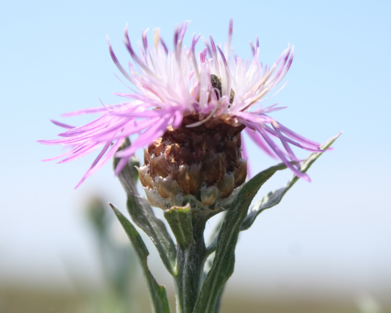 Image of Centaurea jacea ssp. substituta specimen.