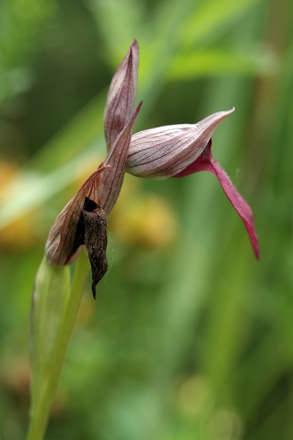 Image of Serapias lingua specimen.