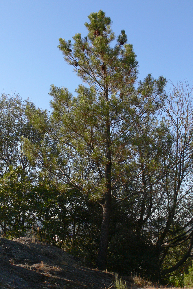 Image of Pinus pinea specimen.