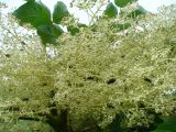 Aralia elata