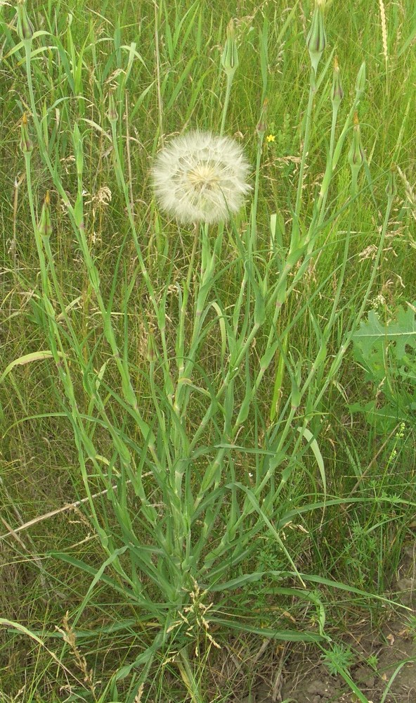 Image of Tragopogon dubius ssp. major specimen.