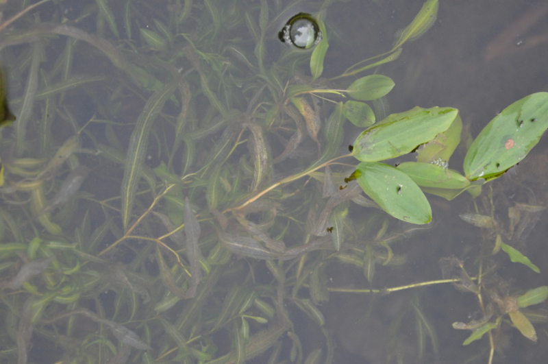 Изображение особи Potamogeton gramineus.