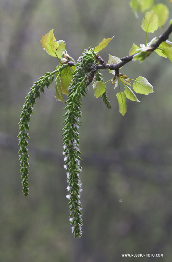 Image of Populus tremula specimen.