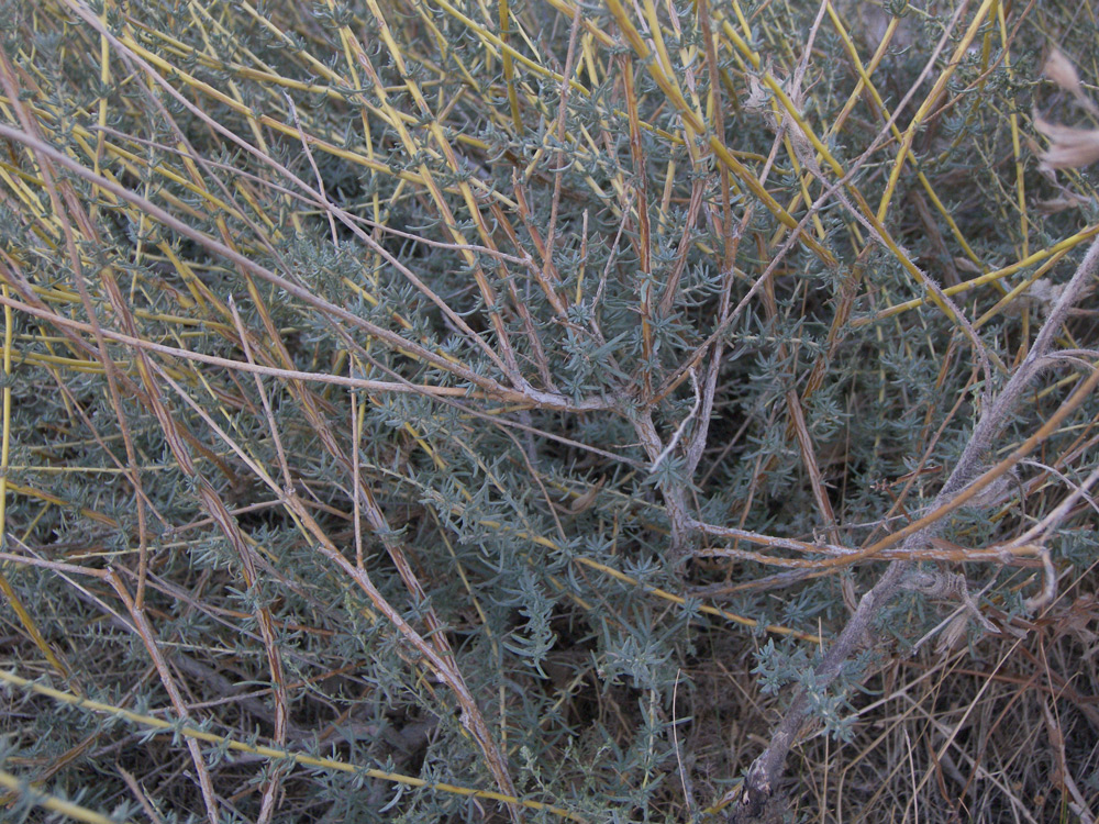 Image of Bassia prostrata specimen.