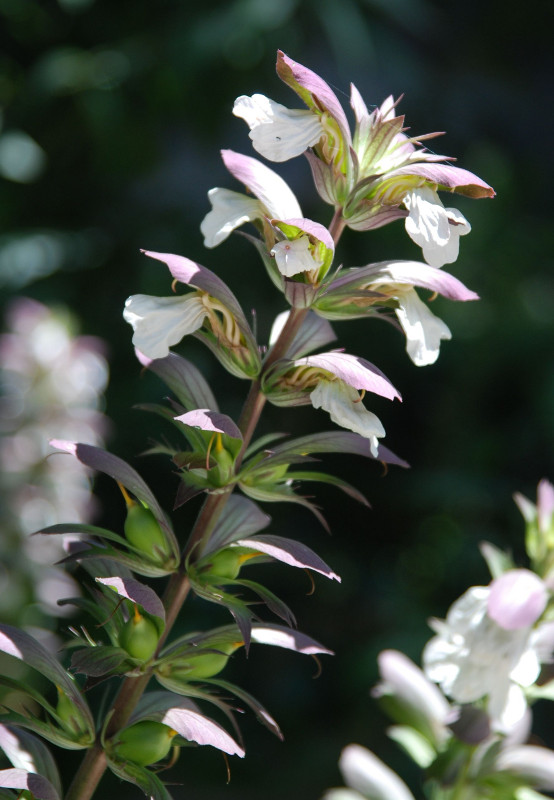 Изображение особи Acanthus mollis.