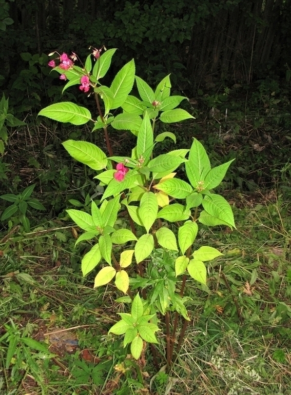 Image of Impatiens glandulifera specimen.