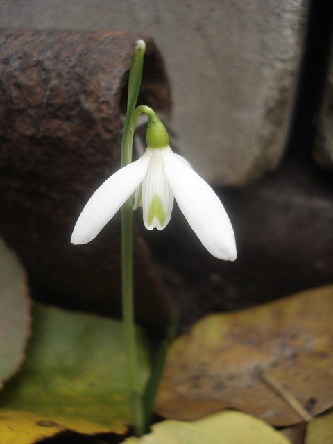 Изображение особи Galanthus peshmenii.