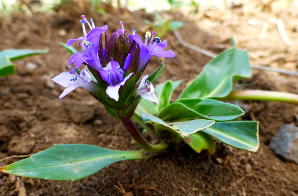 Изображение особи Lagotis stolonifera.