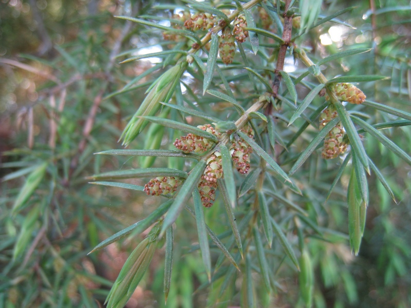 Изображение особи Juniperus communis.