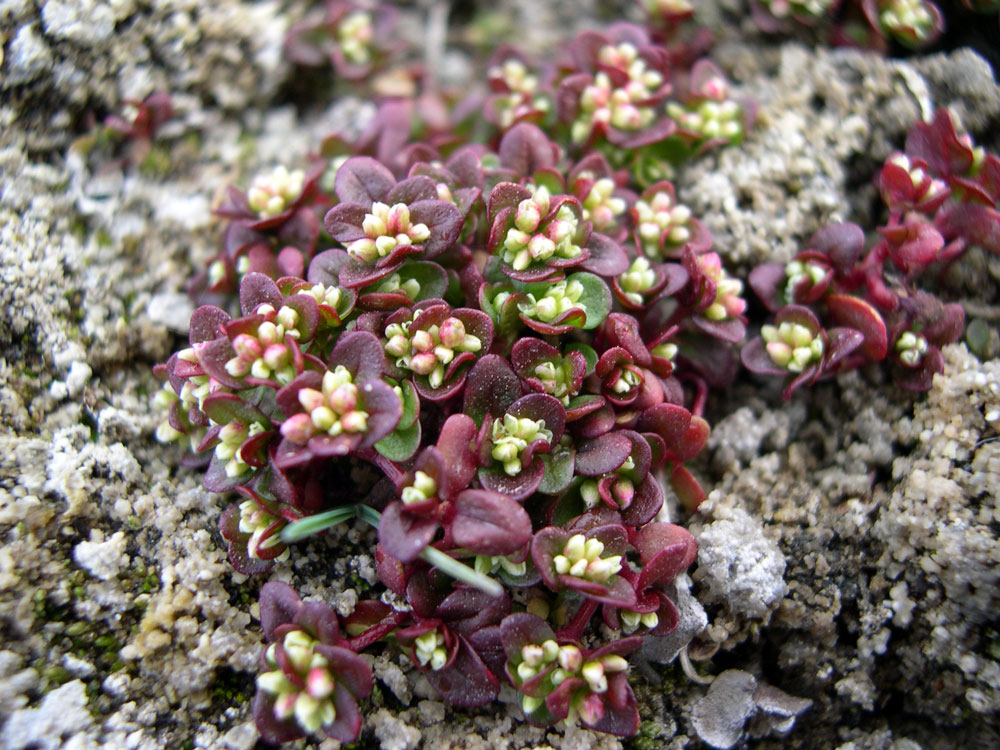 Image of Taphrospermum altaicum specimen.