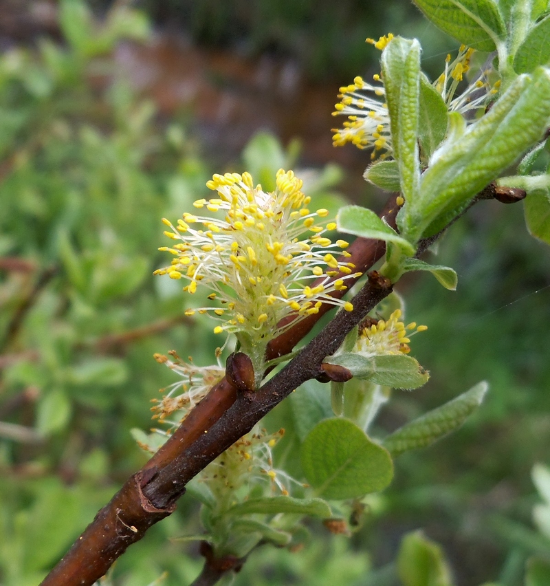 Image of Salix aurita specimen.