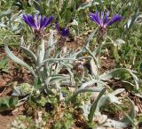 Centaurea fuscomarginata. Цветушие растения. Крым, Ялтинский горно-лесной природный заповедник, Ай-Петри. 23.05.2013.