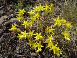 Смотреть изображение Sedum acre