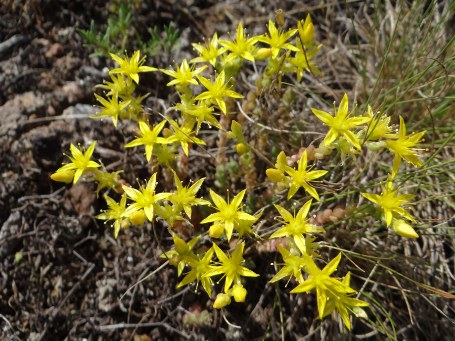 Image of Sedum acre specimen.