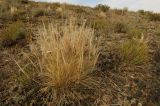 Stipa caucasica. Плодоносящее растение в эфедрово-чернобоялычно-полынной щебнистой пустыне на пологом водораздельном склоне. Казахстан, Алматинская обл., Алакольский р-н, 64 км ЗЮЗ пос. Актогай Восточно-Казахстанской области; Северное Прибалхашье, мелкосопочный массив Шубартау. 01.06.2013.