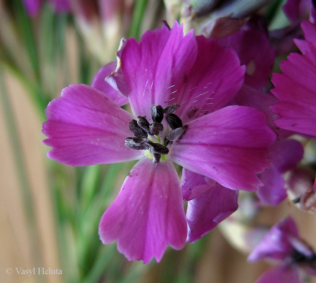 Image of Dianthus borbasii specimen.