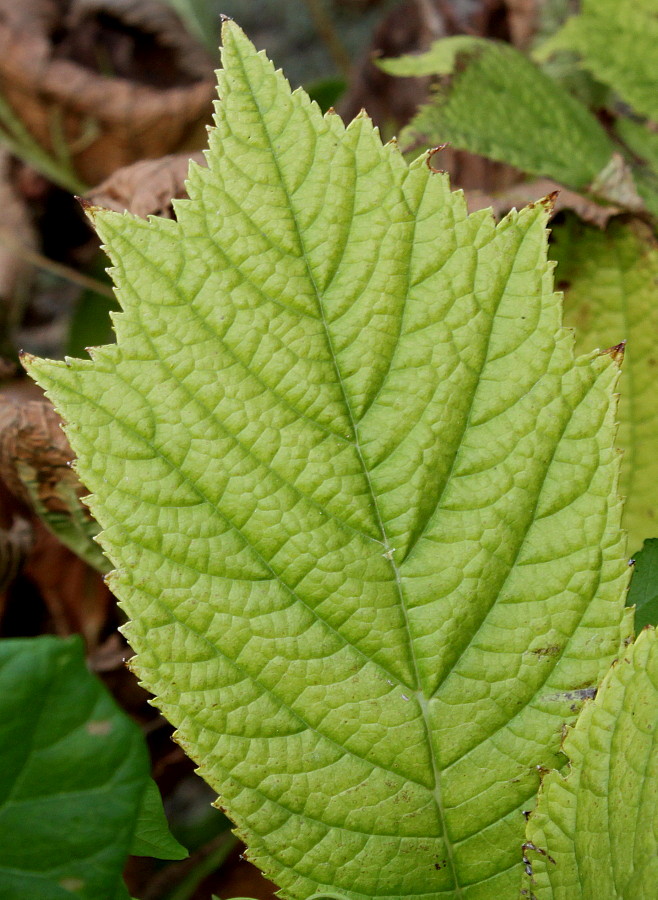 Image of Rodgersia podophylla specimen.