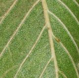 Ulmus parvifolia. Часть листовой пластины (вид с обратной стороны). Израиль, Шарон, г. Герцлия, в культуре. 21.09.2013.