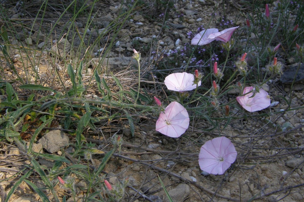 Image of Convolvulus cantabrica specimen.