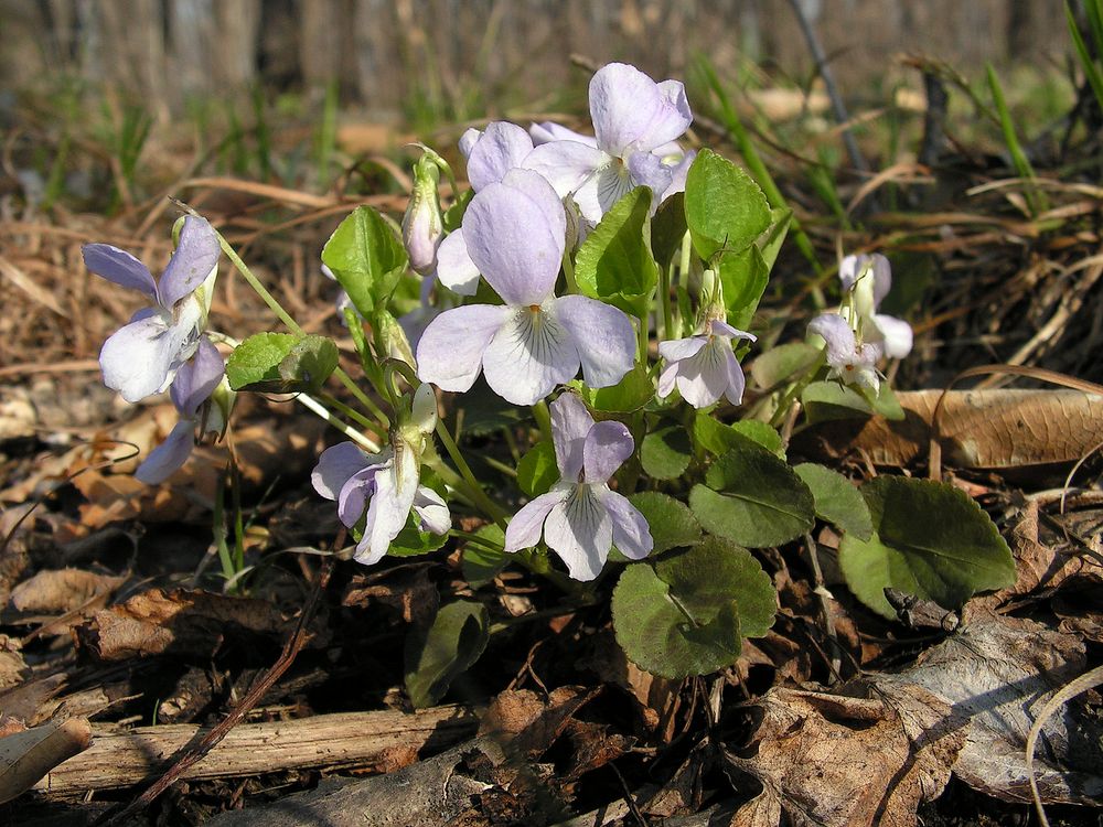 Изображение особи Viola albida.