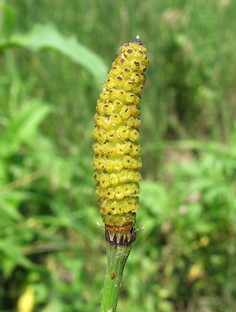 Image of Equisetum ramosissimum specimen.