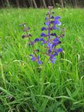 Salvia pratensis