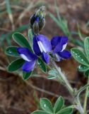 Lupinus pilosus. Верхушка растения с соцветием. Израиль, г. Кирьят-Оно, пустырь. 10.03.2014.