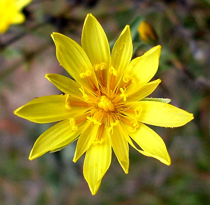 Изображение особи род Tragopogon.