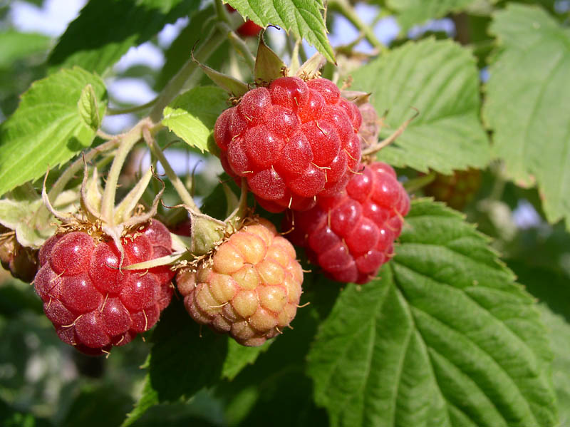 Image of Rubus idaeus specimen.