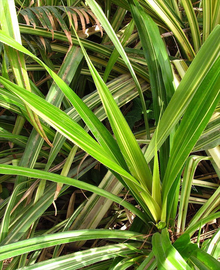 Изображение особи Pandanus veitchii.