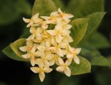 genus Ixora. Соцветие. Таиланд, провинция Краби, г. Краби. 11.12.2013.