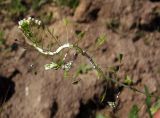 Capsella bursa-pastoris. Поражённая грибком верхушка растения с цветками и плодами. Украина, г. Запорожье, возле сада Опытной станции. 10.05.2014.