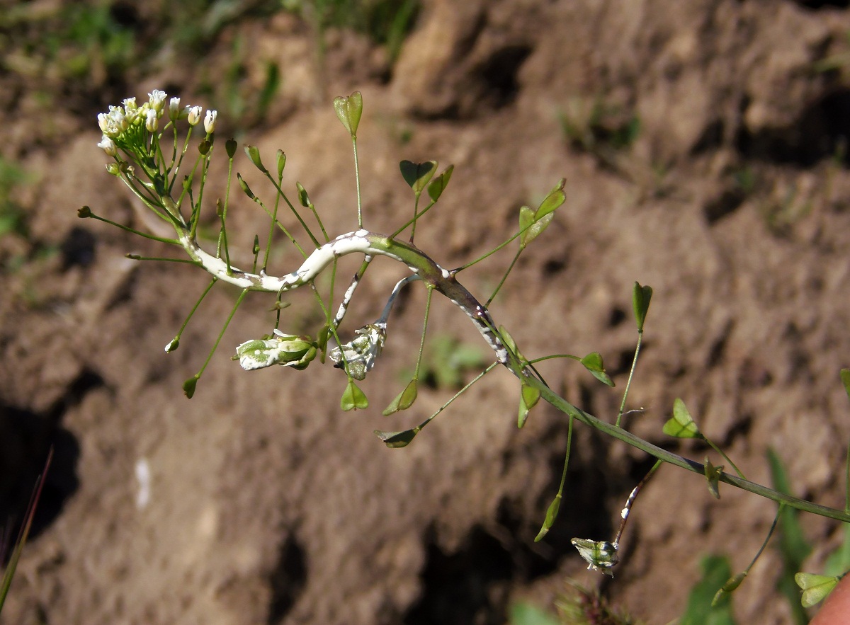 Image of Capsella bursa-pastoris specimen.