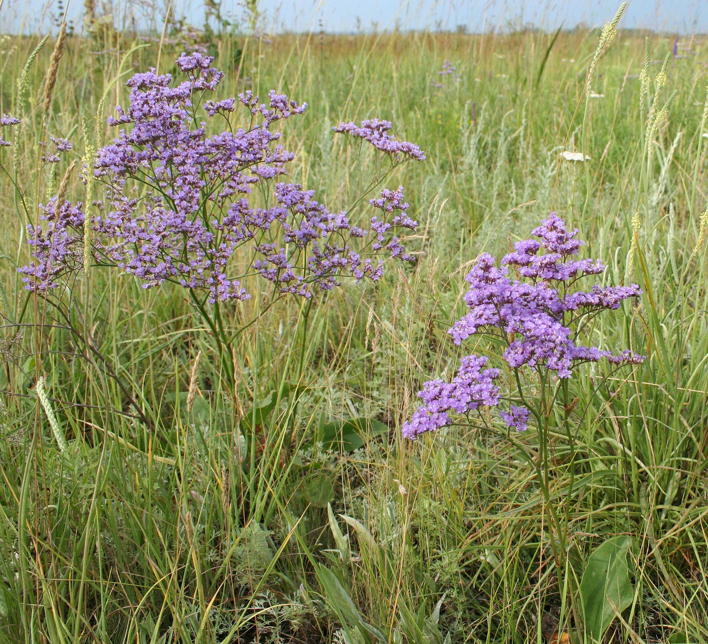 Image of Limonium gmelinii specimen.